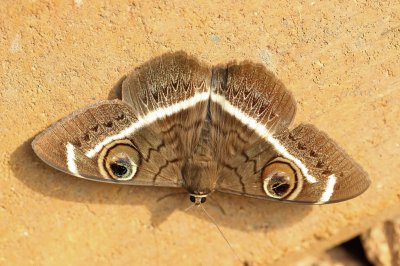 Cyligramma catona