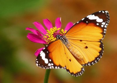 danaus chrysippus