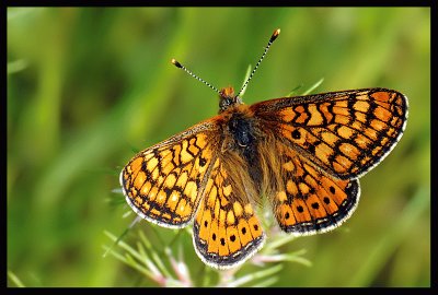 Euphydryas aurinia