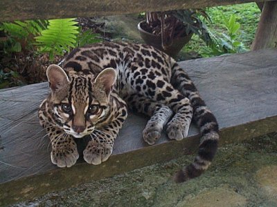 Margay