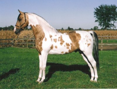 Buckskin pinto