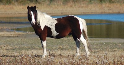 Chincoteague