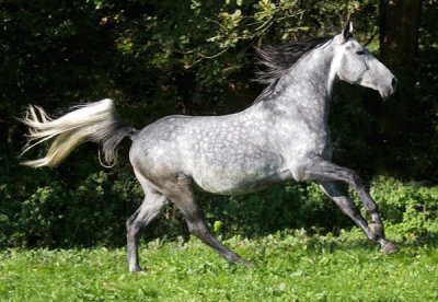 Dappled grigio