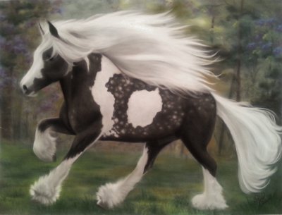 Gypsy vanner