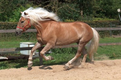 Haflinger