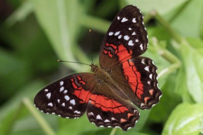 Anartia amathea