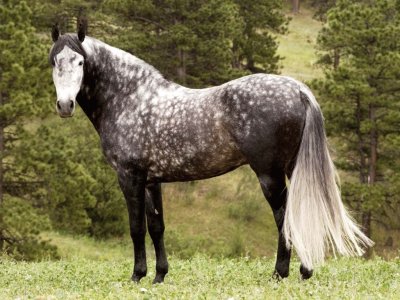 Lusitano