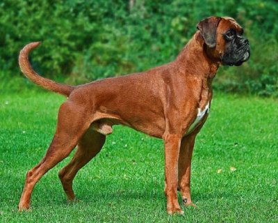 Boxer fulvo