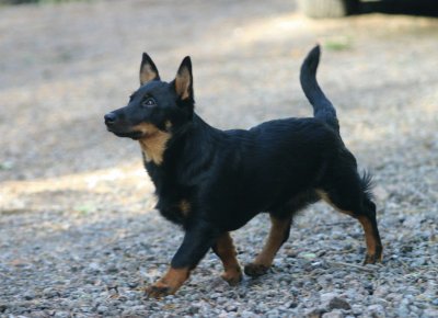 Pastore lancashire heeler