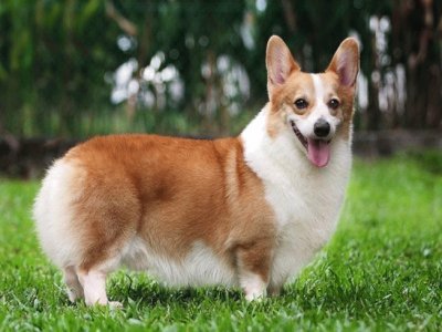 Pastore welsh corgi pembroke