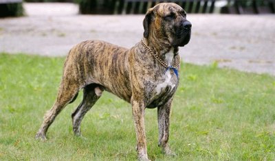 Fila brasileiro