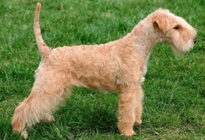 Terrier lakeland