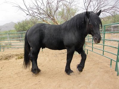 Percheron