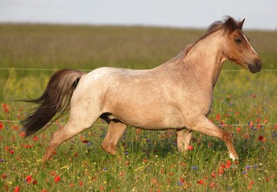 Red roan