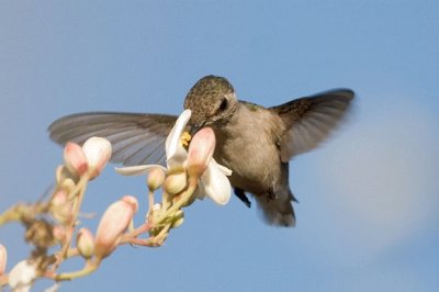 Colibri ape