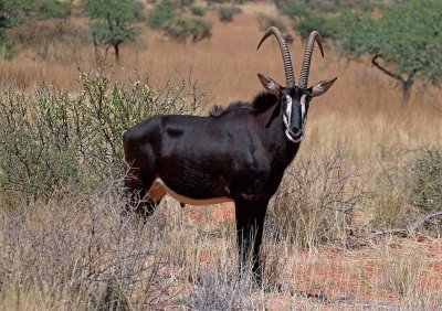 Antilope nera