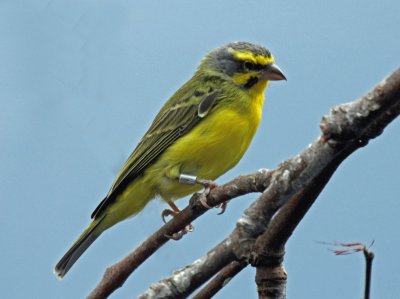 Canarino del monzambico