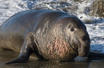 Elefante marino