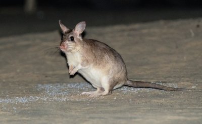 Ratto gigante malgascio