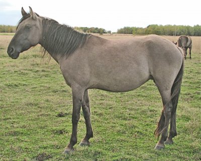 Sorraya mustang