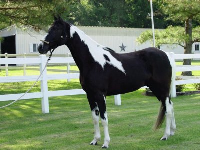 Spotted saddle