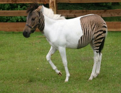 Zebra