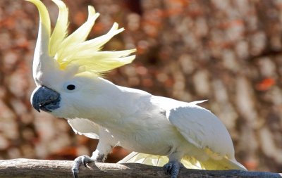 Cacatua