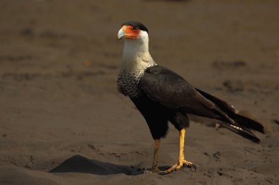 Caracara crestato