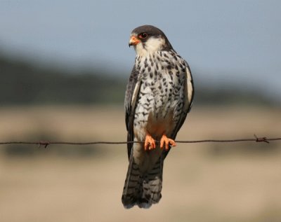 Falco dell 'amur