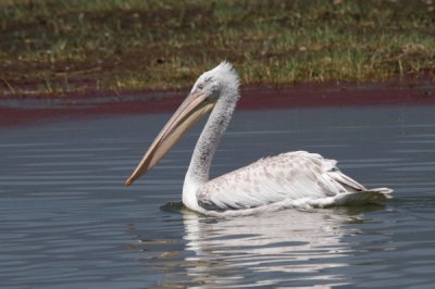 Pellicano riccio