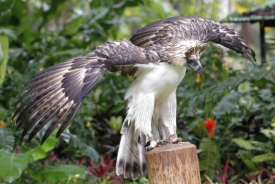 Aquila delle filippine