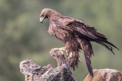 Aquila del bonelli