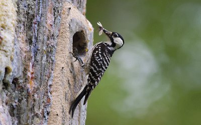 Picchio dalla coccarda