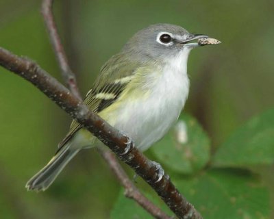 Vireo occhirossi