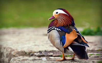 patos mandarin