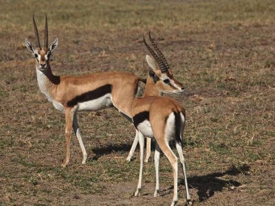 Antilope africana