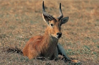 Antilope rossa