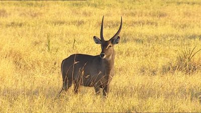 Antilope d 'acqua