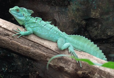 Basilisco verde