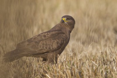 Aquila anatraia minore