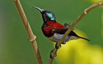 Nettarinia dorsocremisi