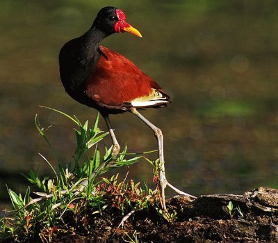 Jacana caruncolata