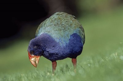 Takahe della Nuova Zelanda