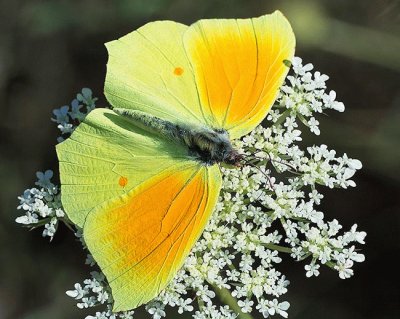 Gonopteryx cleopatra