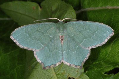 Hemithea aestivaria