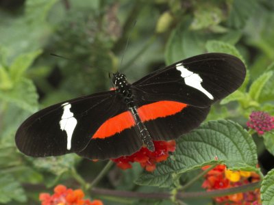 Heliconius clysonymus