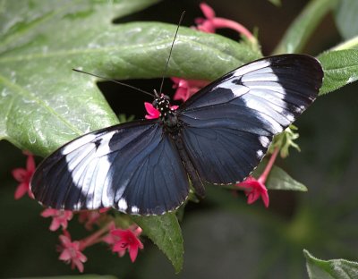 Heliconius cydno