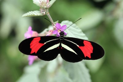 Heliconius erato