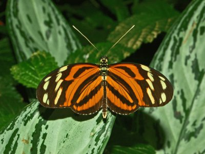 Heliconius ismenius