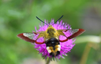 Hemaris fuciformis